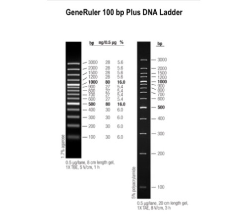 Маркер длин ДНК GeneRuler 100 bp Plus, 14 фрагментов от 100 до 3000 п.н., 0,5 мкг/мкл, Thermo FS