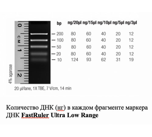 Маркер длин ДНК FastRuler Ultra Low Range, 5 фрагментов от 10 до 200 п.н., готовый к применению, Thermo FS Маркер длин ДНК FastRuler Ultra Low Range, 5 фрагментов от 10 до 200 п.н., готовый к применению, Thermo FS