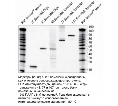 Набор маркеров Decade Markers System (для получения маркеров РНК с радиоактивной меткой), Thermo FS